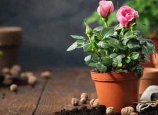 Почему желтеют листья комнатной розы и как спасти цветок?