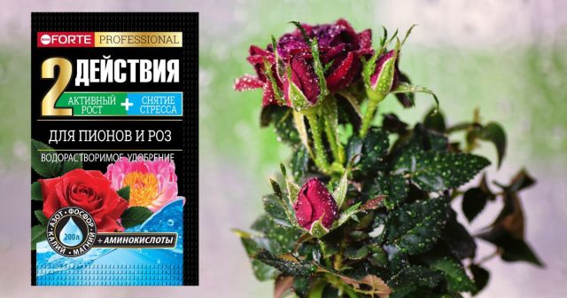 Используются комплексные жидкие или водорастворимые удобрения, такие как Bona Forte для пионов и роз. Используются комплексные жидкие или водорастворимые удобрения, такие как Bona Forte для пионов и роз.
