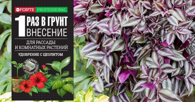 Чтобы обеспечить традесканцию на продолжительный период питанием, сразу добавьте Наноудобрение для комнатных растений, рассады, теплиц и грядок. Чтобы обеспечить традесканцию на продолжительный период питанием, сразу добавьте Наноудобрение для комнатных растений, рассады, теплиц и грядок.