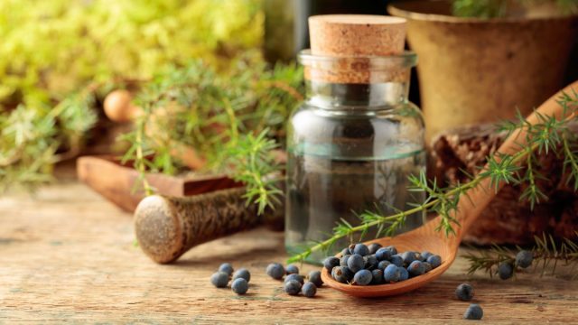 Съедобны только можжевельник обыкновенный (Juniperus communis) и можжевельник колючий (Juniperus oxycedrus). Остальные виды ядовиты. Съедобны только можжевельник обыкновенный (Juniperus communis) и можжевельник колючий (Juniperus oxycedrus). Остальные виды ядовиты.