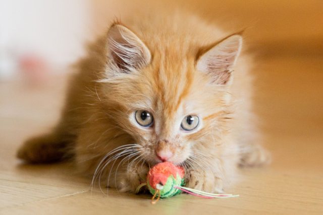 Любые мелкие предметы, которые сможет найти ваш питомец, с высокой вероятностью окажутся у него в желудке. Любые мелкие предметы, которые сможет найти ваш питомец, с высокой вероятностью окажутся у него в желудке.