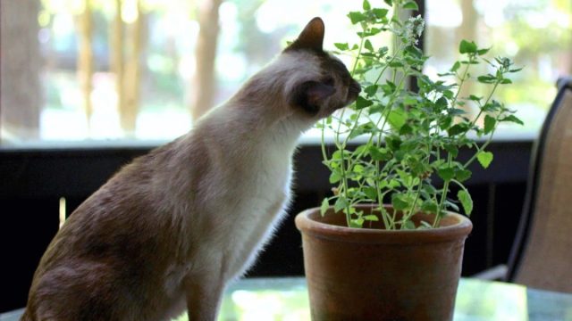 Маленький котёнок в порыве любопытства может попробовать пожевать зелёные листочки. Маленький котёнок в порыве любопытства может попробовать пожевать зелёные листочки.