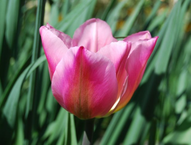 «Крисмас Экзотик» (Tulip ’Christmas Exotic’) - розовый цветок, 13-14 недель охлаждения «Крисмас Экзотик» (Tulip ’Christmas Exotic’) - розовый цветок, 13-14 недель охлаждения