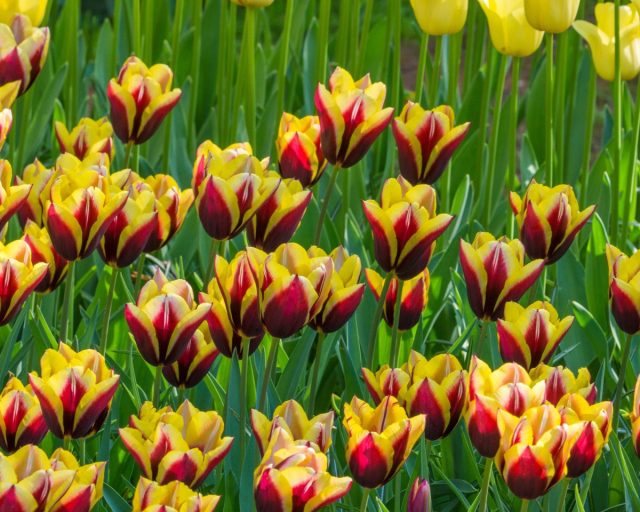 «Гавота» (Tulip 'Gavota')- цветок бордово-фиолетовый с желтой каймой, 11-15 недель охлаждения. «Гавота» (Tulip 'Gavota')- цветок бордово-фиолетовый с желтой каймой, 11-15 недель охлаждения.