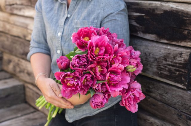 "Маргарита" (Tulip 'Margarita') - цветок красный с белой каймой, 13-14 недель охлаждения. "Маргарита" (Tulip 'Margarita') - цветок красный с белой каймой, 13-14 недель охлаждения.