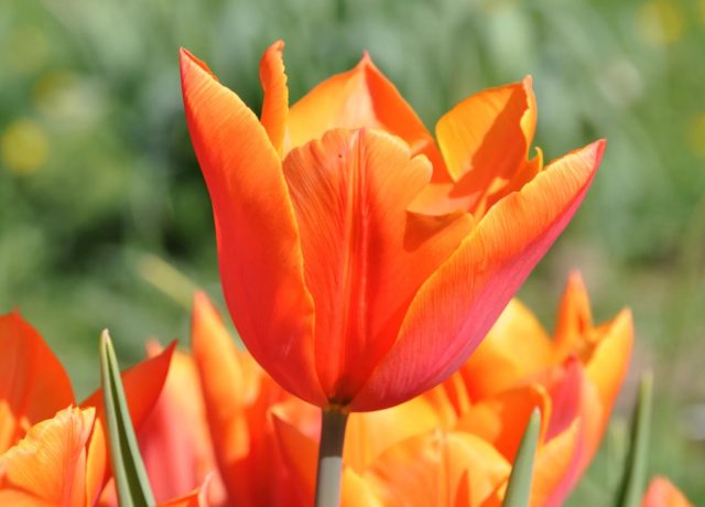 "Оранж Кассини" (Tulip 'Orange Cassini') - красно-оранжевый цветок, 15-16 недель охлаждения. "Оранж Кассини" (Tulip 'Orange Cassini') - красно-оранжевый цветок, 15-16 недель охлаждения.