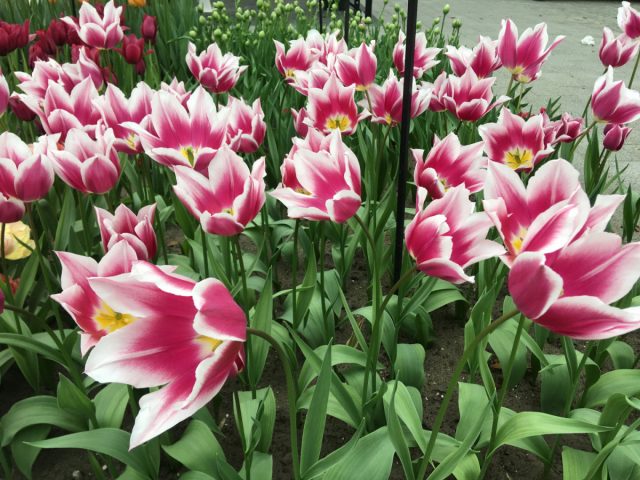"Клаудиа" (Tulip 'Claudia') - цветок фиолетовый с белой каймой, 14-15 недель охлаждения. "Клаудиа" (Tulip 'Claudia') - цветок фиолетовый с белой каймой, 14-15 недель охлаждения.