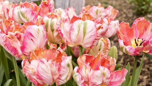 "Априкот Пэррот" (Tulip 'Apricot Parrot') - персиковый цветок с бело-зелеными штрихами, 15-16 недель охлаждения. "Априкот Пэррот" (Tulip 'Apricot Parrot') - персиковый цветок с бело-зелеными штрихами, 15-16 недель охлаждения.