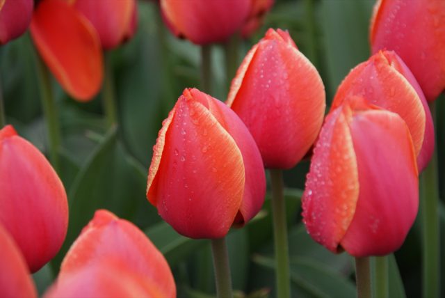 "Ад Рем" (Tulip 'Ad Rem') - цветок красный с желтой каймой, 16-17 недель охлаждения. "Ад Рем" (Tulip 'Ad Rem') - цветок красный с желтой каймой, 16-17 недель охлаждения.