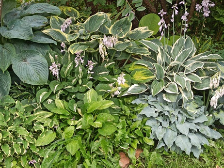 10-hosta-s