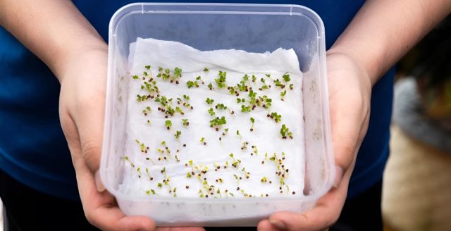 Процедура аналогична замачиванию, только во влажной тряпочке посевной материал держат дольше. До тех пор, пока не проклюнутся корешки.