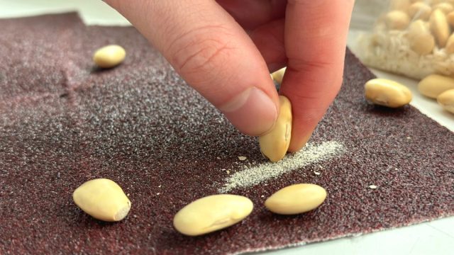 Скарификация – это предпосевная подготовка, направленная на частичное нарушение целостности оболочки семян, чтобы облегчить набухание и увеличить процент их всхожести.