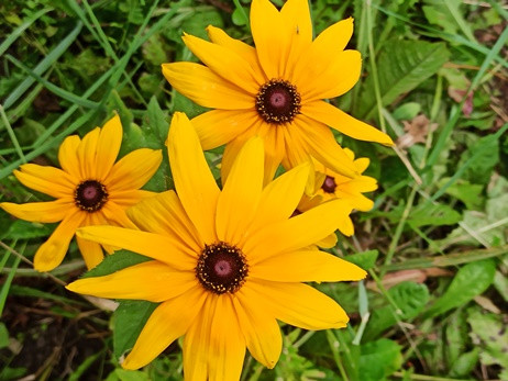 8-rudbekiya-s