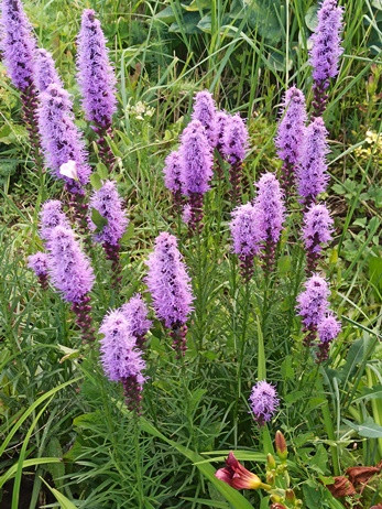 9-liatris-s