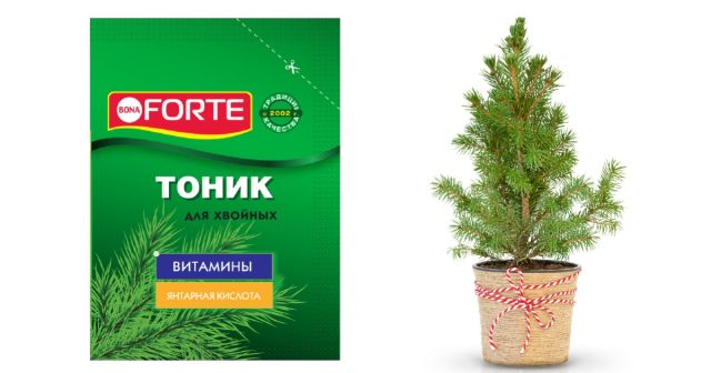 Благотворно на ёлку подействует обработка кроны тоником для хвойных Bona Forte. Благотворно на ёлку подействует обработка кроны тоником для хвойных Bona Forte.