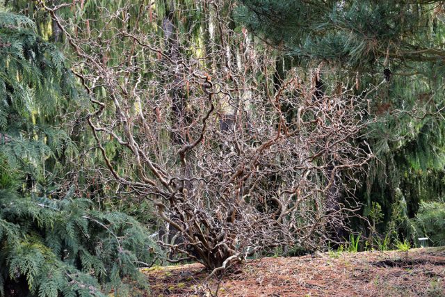 Необычными извилистыми ветвями, способными стать настоящей изюминкой зимнего сада, обладает лещина обыкновенная «Ред Маджестик» ('Red Majestic').