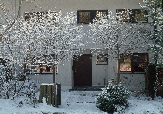 Шарообразные сорта, чтобы быть заметными в зимнем саду, должны иметь приподнятую крону.