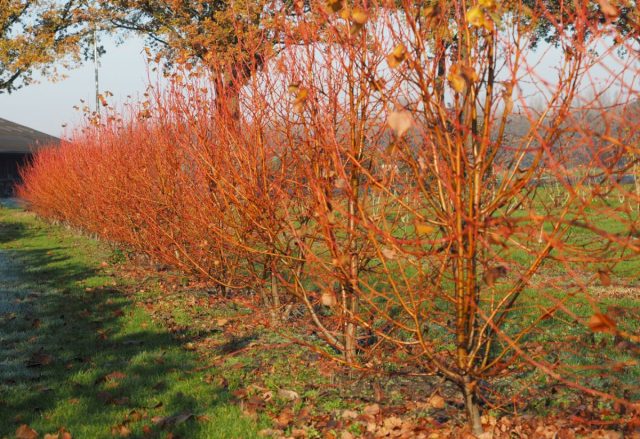 Кора липы мелколистной сорта «Винтер Оранж» ('Winter Orange') к зиме становится ярко-оранжевой и глянцевой.