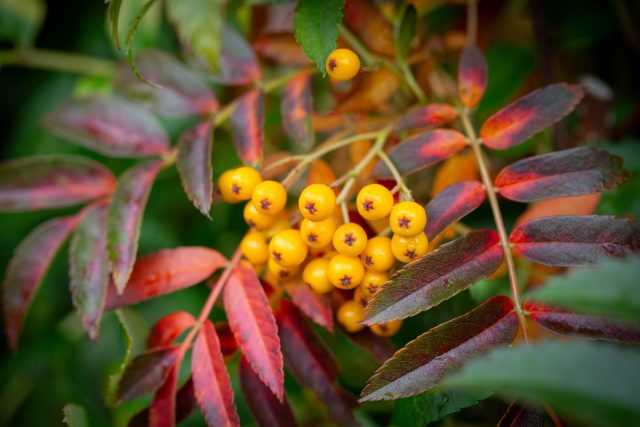 К примеру, у гибридной рябины сорта «Флэнрок» ('Flanrock') плоды ярко-желтые.
