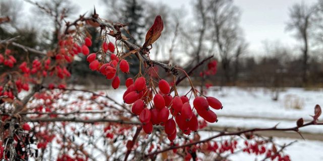 Ярко-красные мелкие ягоды барбариса амурского и барбариса корейского держатся на ветвях до весны.