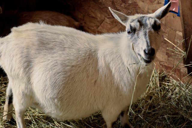 Таким образом, если ваша коза беременна, и через 2,5-3 месяца должна окотиться, надо начинать её запускать.