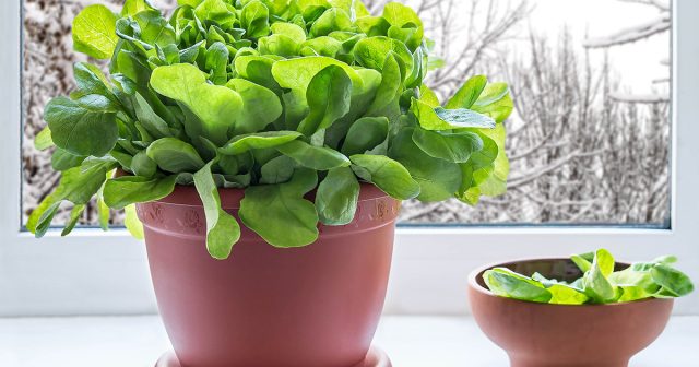 Их площадь зависит от объёма зелени, который вы планируете получить. А универсальная глубина ёмкостей для всех культур – около 12-15 см. Их площадь зависит от объёма зелени, который вы планируете получить. А универсальная глубина ёмкостей для всех культур – около 12-15 см.