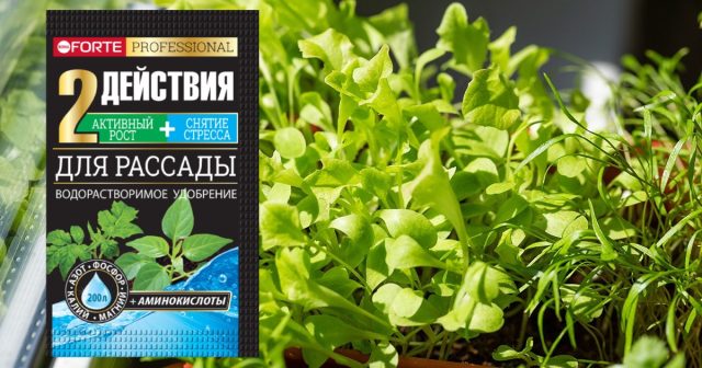 Далее вносится водорастворимое удобрение Bona Forte для рассады с аминокислотами – раз в 10 дней. Далее вносится водорастворимое удобрение Bona Forte для рассады с аминокислотами – раз в 10 дней.