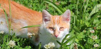 Кальцивироз у кошек: симптомы, лечение и профилактика.