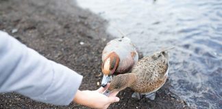 Опасен ли хлеб и батон для диких уток? Чем можно подкармливать птиц.