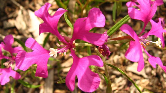 Кларкия хорошенькая (Clarkia pulchella) более миниатюрна, чем кларкия ноготковая, с интересными цветочками, лепестки которых формой похожи на рога лося. Кларкия хорошенькая (Clarkia pulchella) более миниатюрна, чем кларкия ноготковая, с интересными цветочками, лепестки которых формой похожи на рога лося.