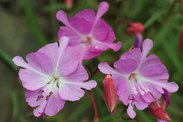 Кларкия Брюэра (Clarkia breweri) невысокая и ажурная выделяется сильным и приятным ароматом. Кларкия Брюэра (Clarkia breweri) невысокая и ажурная выделяется сильным и приятным ароматом.