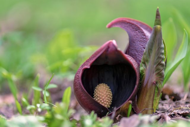 Самые вонючие цветы мира — о чём нам говорит их запах?