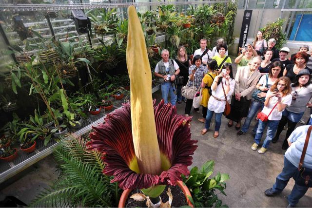 Аморфофаллус (Amorphophallus titanium) также известен как трупный цветок или арум титанический.