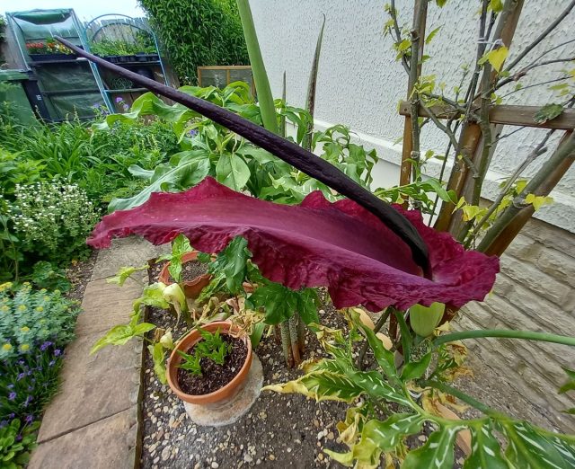 Дракункулюс обыкновенный (Dracunculus vulgaris) также известен как лилия вуду, вонючая лилия, драконья лилия или «черный дракон».