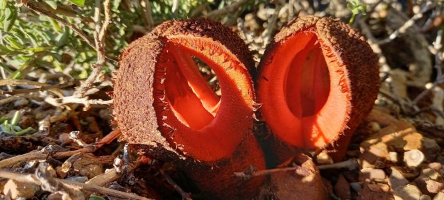 Запах, который источает гиднора африканская (Hydnora africana), это уже совсем про другое. Пахнет он фекалиями.