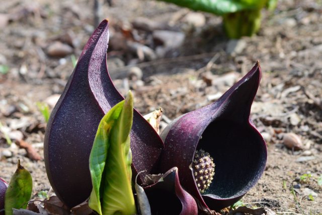Еще одна интересная особенность цветка в том, что он термогенный, то есть химическим путём вырабатывает свое собственное тепло.