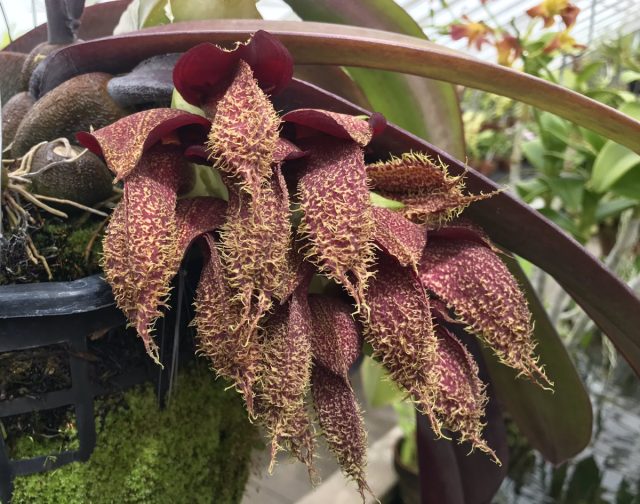 Пахнет бульбофиллум фаленопсис (Bulbophyllum phalaenopsis) гниющими дохлыми мышами.