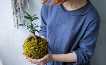 Японская флористика: как создать кокедаму в домашних условиях Японская флористика: как создать кокедаму в домашних условиях.