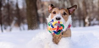 Зимние забавы для собаки: 8 идей для совместных прогулок зимой.