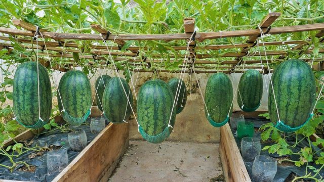 Выращивание арбузов, дынь и других бахчевых культур на высоких грядках помогает дать этим теплолюбивым растениям толчок в период роста и помочь им немного раньше начать плодоносить. Выращивание арбузов, дынь и других бахчевых культур на высоких грядках помогает дать этим теплолюбивым растениям толчок в период роста и помочь им немного раньше начать плодоносить.