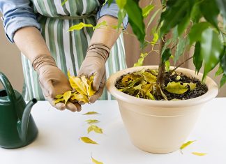 Что делать, если опадает фикус бенджамина - Блоги компаний Что делать, если опадает фикус бенджамина.
