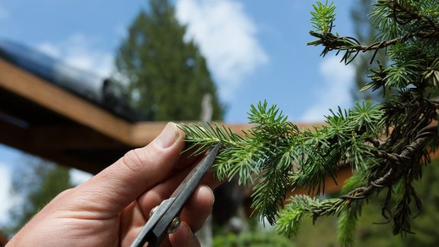 Первое, что стоит сделать с отслужившей новогодние праздники живой в прошлом ёлочкой — мелко порезать часть веточек и в металлической посуде поставить на батареи. 