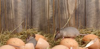 Как бороться с мышами и крысами в курятнике?