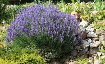 Как вырастить идеальную лаванду — учимся на чужих ошибках Как вырастить идеальную лаванду — учимся на чужих ошибках.