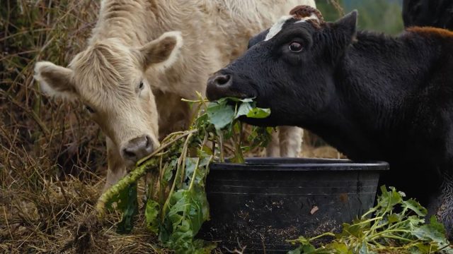Если бурёнка каждый раз выедает из своей порции только самое вкусненькое, постарайтесь делать более однородную смесь ингредиентов. Если бурёнка каждый раз выедает из своей порции только самое вкусненькое, постарайтесь делать более однородную смесь ингредиентов.