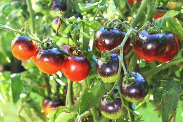 Красивые сорта овощей для уникальных блюд.