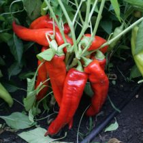 Сладкий перец «Сладкий язычок».