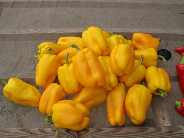 «Толстопуз» - раннеспелый сорт для открытого грунта, парников и теплиц.