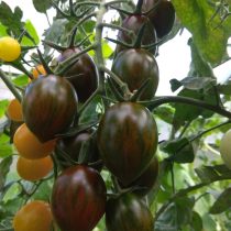 Черри-томат «Шоколадный мальчик».