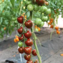 Коктейльные черри «Чёрный опал».